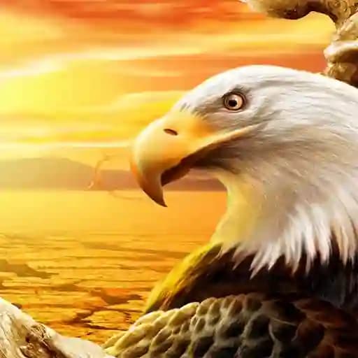 Eagle Slide cover